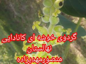 همکاری در احداث باغ میاندوآب
