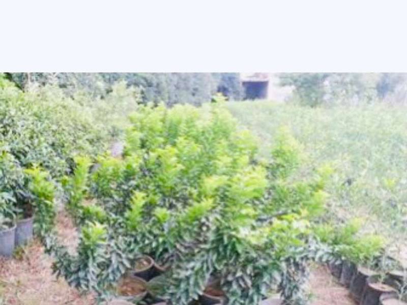 فروش نهال در قائم شهر