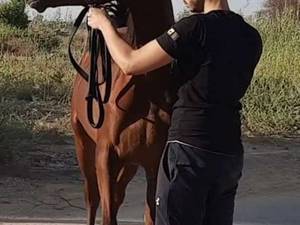 آرایش کردن اسب برای عکاسی در خوزستان