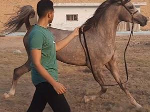 ترین کردن حرفه ای اسب های شو در خوزستان