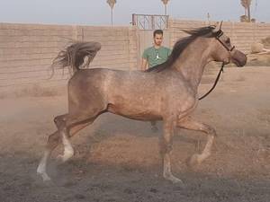 ترین کردن حرفه ای اسب های شو در خوزستان