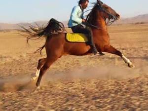 خرید و فروش مادیان های اصیل دره شوری در ملایر