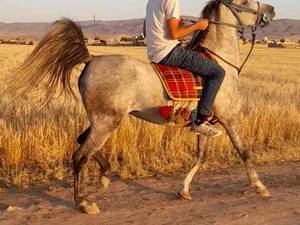 حرفه ای ترین مجموعه تولید مادیان کرد در ملایر