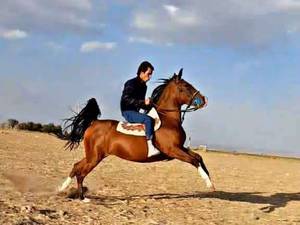 سواری کردن اسب در ملایر