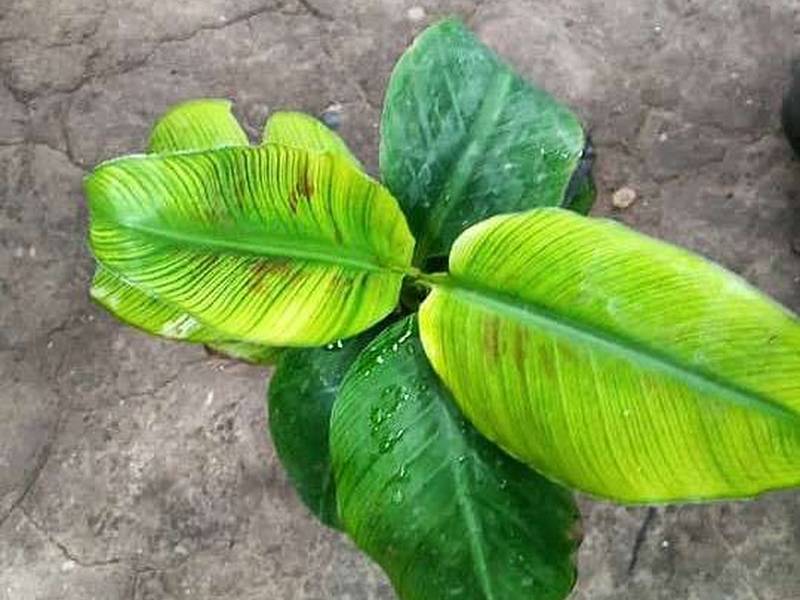 درختچه موز اصلاح شده پاکوتاه