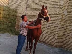 خرید و فروش و معاوضه اسب های کرد در مرکزی