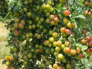 خرید نهال آلو پربار در رشت