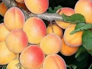 فروش  نهال زردآلو در رشت