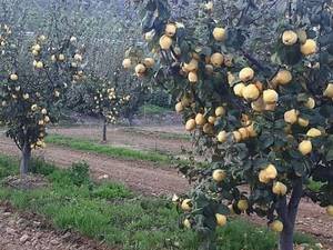 فروش نهال  به پر محصول در رشت