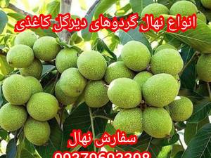 قیمت نهال گردوی سردسیری  در آذربایجان غربی
