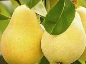 خرید نهال گلابی پربار  در آذربایجان غربی