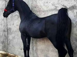فروش اسب نژاد عرب کورد در کیاشهر
