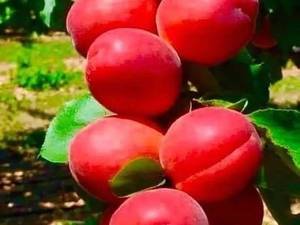 فروش نهال شلیل و هلو در ارومیه