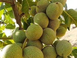 انواع گردو خوشه ای در میاندوآب