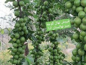انواع گوجه سبز در میاندوآب
