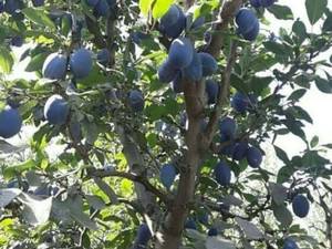 انواع الوچه سانتریزه زودرس در میاندوآب