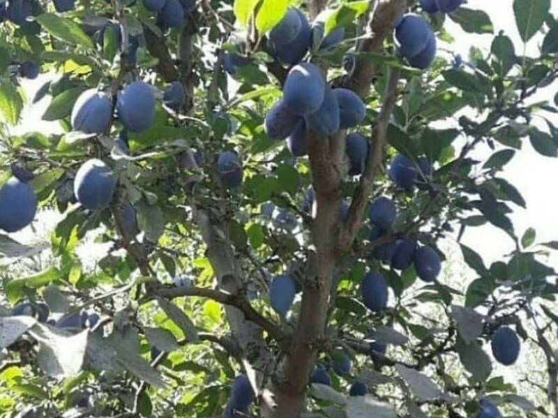 انواع الوچه سانتریزه زودرس در میاندوآب