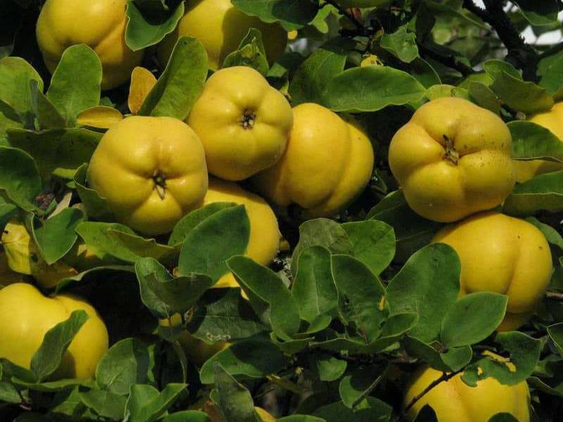 انواع به اصفهان اصلاح شده