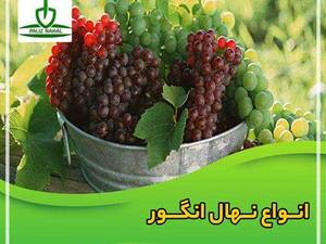 انواع نهال انگور در آذربایجان