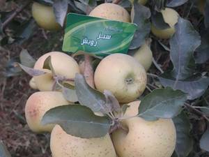 تولید کننده انواع مختلف ارقام تضمینی نهال