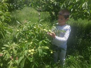 نهالستان گردو چندلر در مازندران