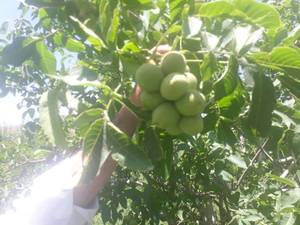 نهالستان گردو چندلر در مازندران