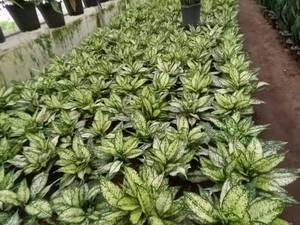 پرورش گیاه آگلونما در عباس اباد