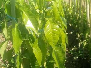 نارنج پیوندی موجود در نهالستان اراد گستر