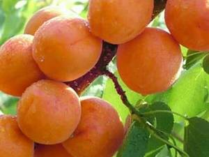 نهال گردوژنتیپ  در میاندوآب