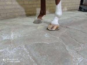 هزینه نعلبندی در اهواز