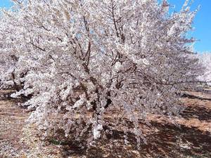 خرید نهال گردو خوشه ای در شیراز