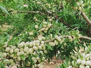 فروش گردو در نهالستان فارس