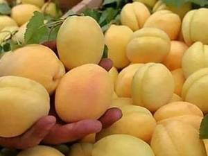 فروش انواع نهال زردآلو در میاندوآب