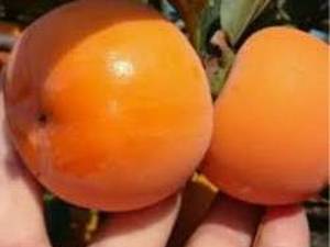 انواع نهال خرمالو در آذربایجان