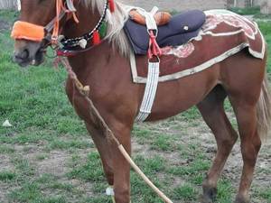 خرید و فروش مادیان دوخون 3 ساله در ترکمن صحرا