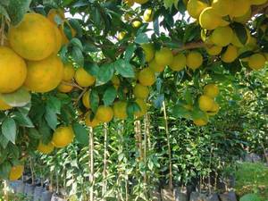 نهال پرتقال بیروتی مجلسی