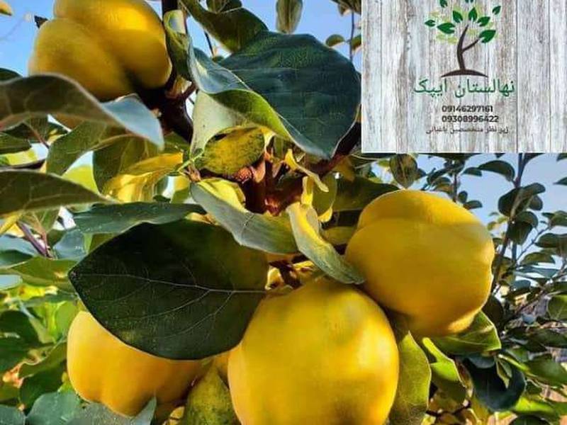 نمونه باردهی به اصفهان