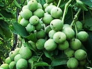گردوی ژنوتیپ در میاندو آب