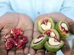 فروش تخصصی نهال گردو با کیفیت بالا در میاندوآب
