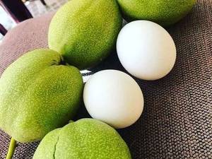 فروش تخصصی نهال گردو با کیفیت بالا در میاندوآب