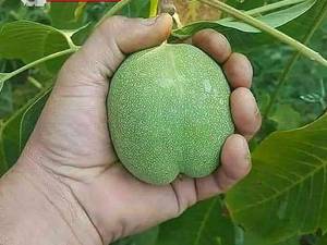 فروش تخصصی نهال گردو با کیفیت بالا در میاندوآب