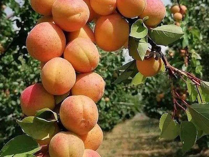 فروش نهال زردآلو در میاندوآب