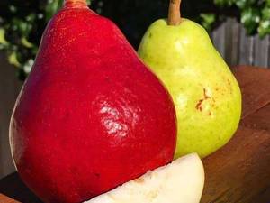 فروش انواع  نهال گلابی در میاندوآب