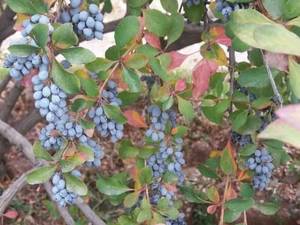زرشک سیاه در تبریز