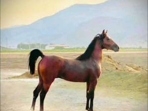 مرکز پانسیون و نگهداری حرفه ای اسب در استان فارس