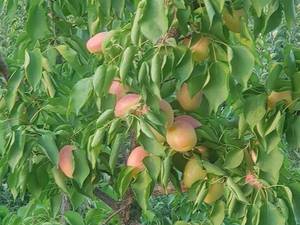 زردالو عسگراباد دیرس در میاندوآب