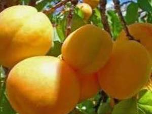 زردالو عسگراباد دیرس در میاندوآب