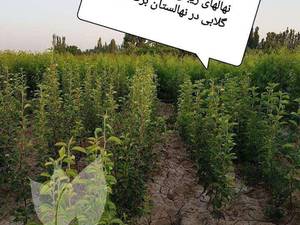 انواع و ارقام نهال های گلابی در میاندوآب