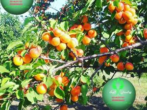 زرد الو نصیری در تبریز