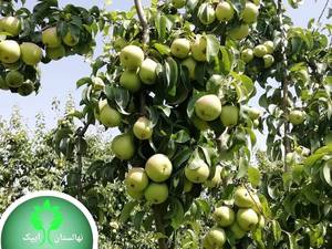 گلابی شاه میوه در تبریز
